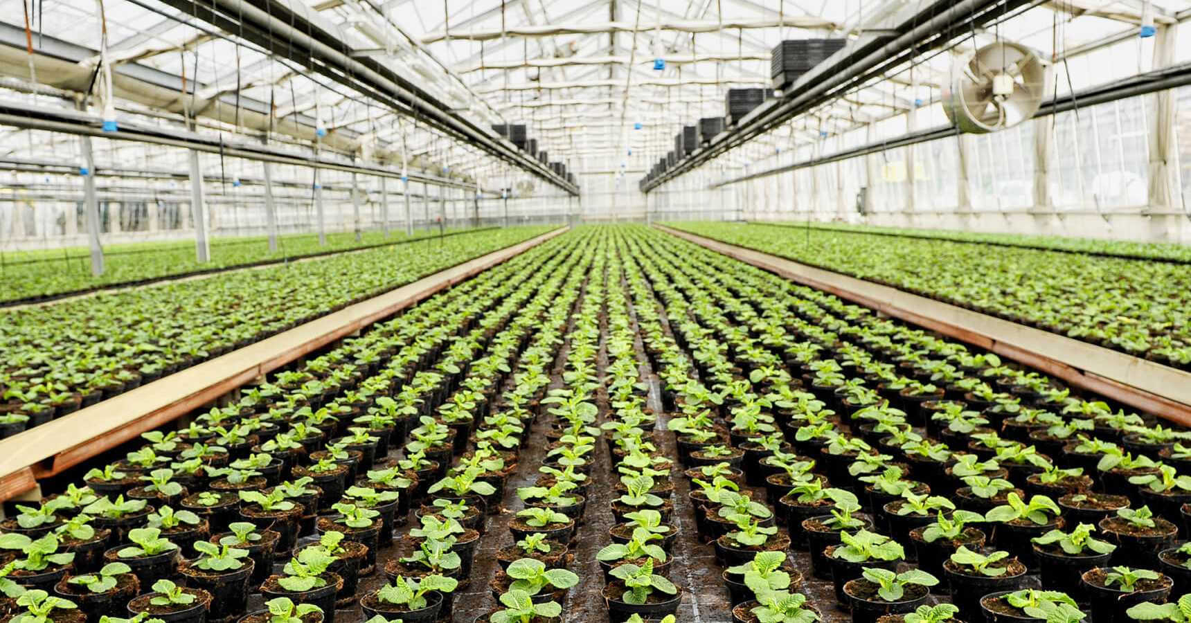 Nursery farming