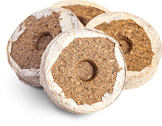 Nursery Coins
